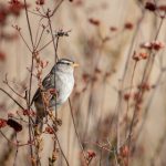 女性向 黄文 9iofwyn